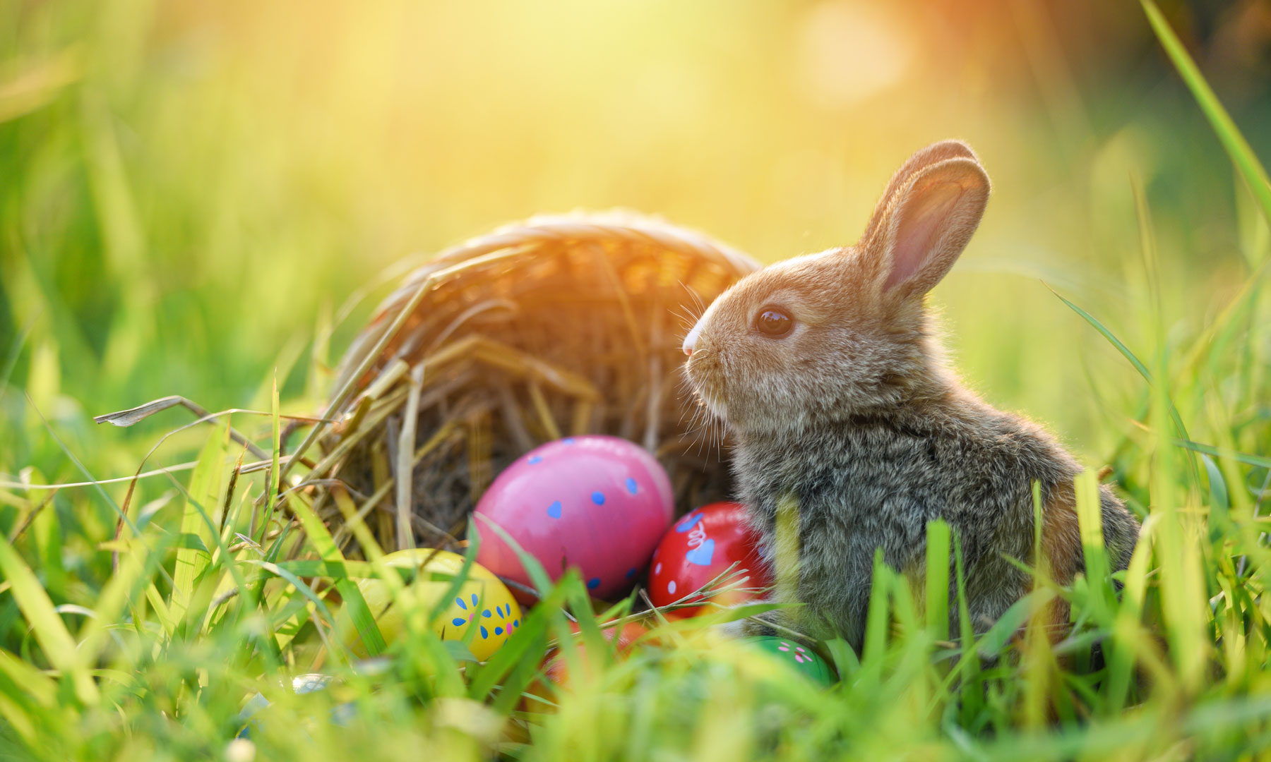 Korb mit Ostereiern und Hase