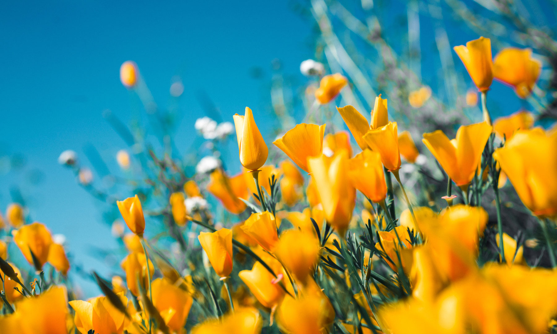 Gelbe Blumen in der Frühlingssonne.